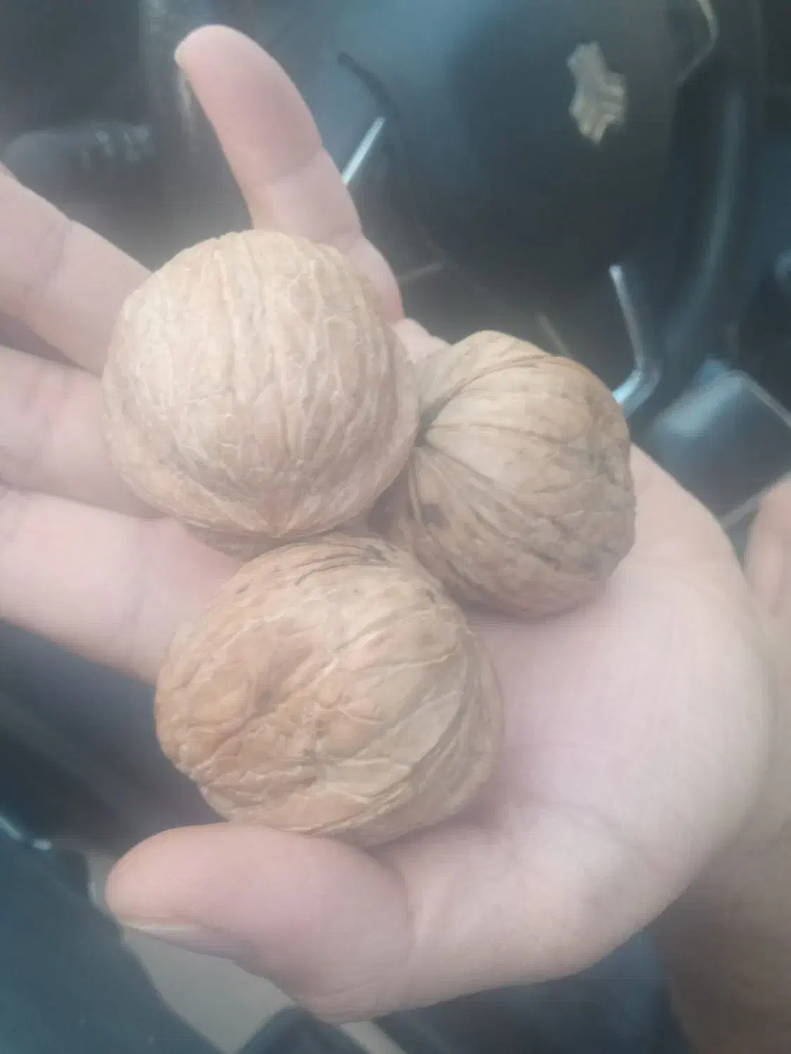 گردو|حراج|سیرجان, |دیوار