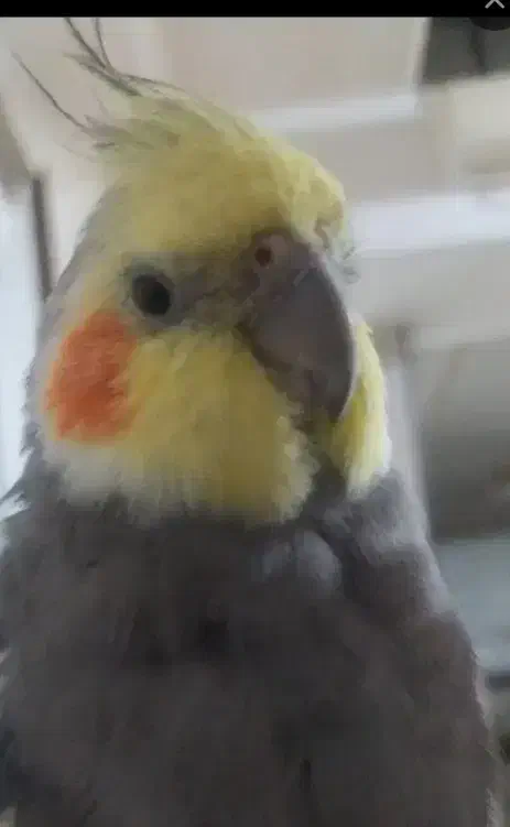 گمشده عروس هلندی|حیوانات|یزد, |دیوار