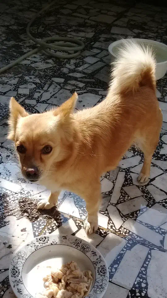 فروش سگسگ اشپیتز|سگ|رودسر, |دیوار