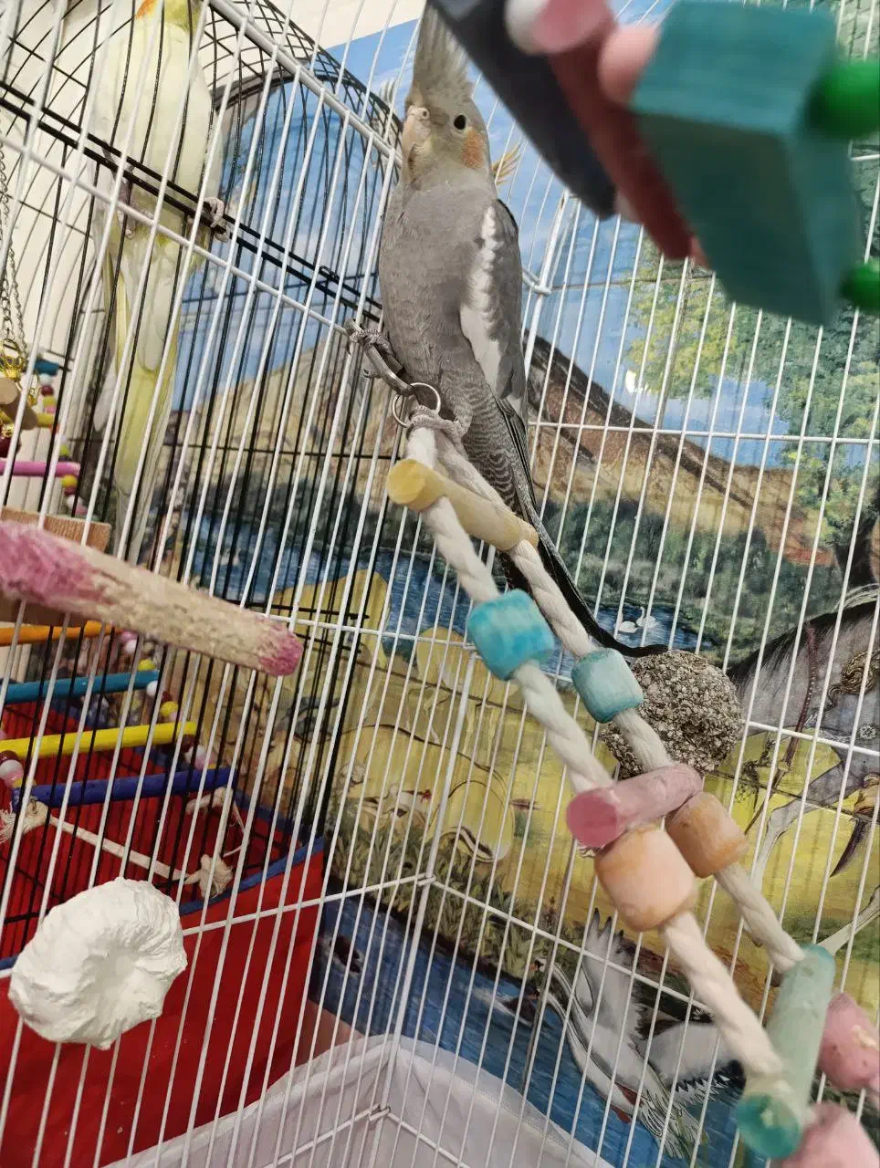 عروس هلندی نر و ماده|پرنده|ورامین, خیر آباد|دیوار