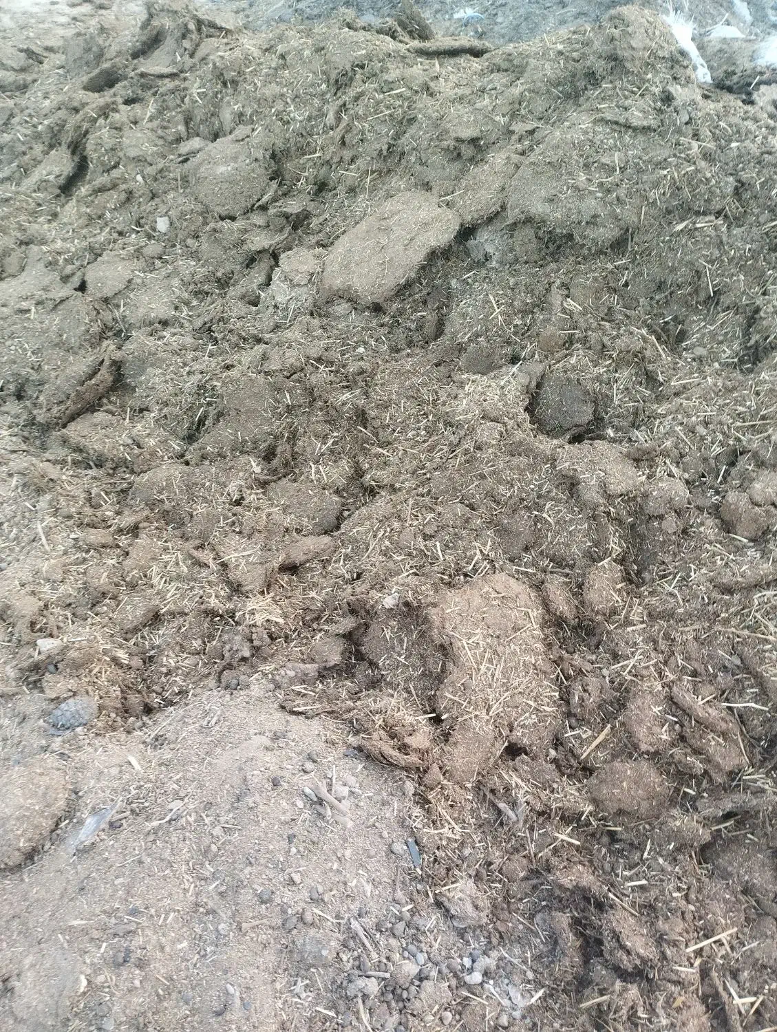 گوسفندی|لوازم جانبی حیوانات|یزد, |دیوار