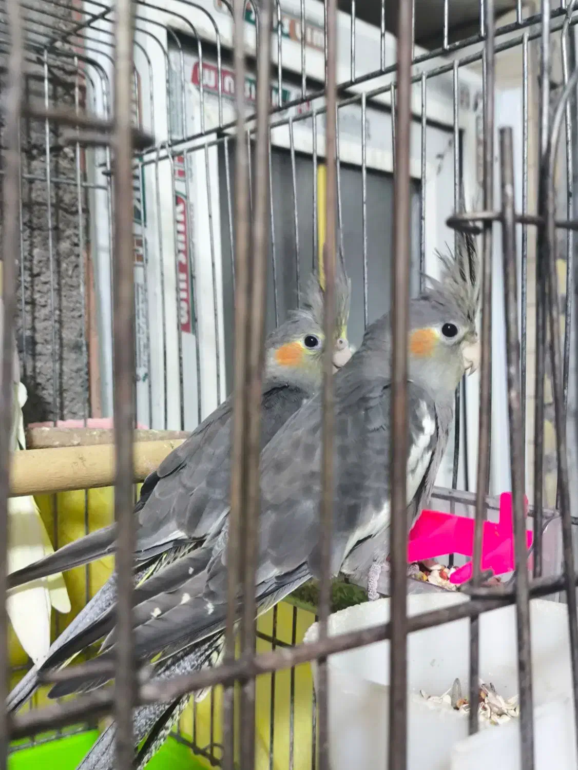 عروس هلندی سه ماهه|پرنده|شوشتر, |دیوار