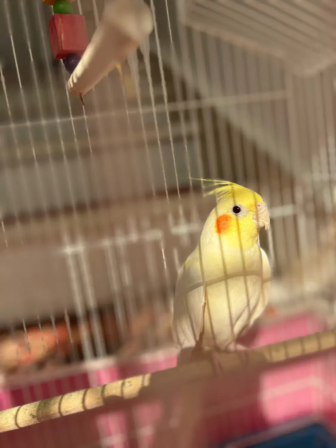 عروس هلندی|پرنده|خمین, |دیوار