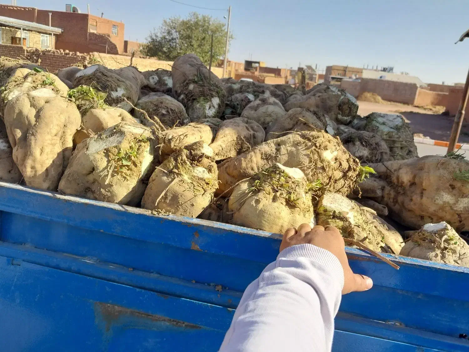 چغندر قندی. کاه و سبوس برنج|خدمات باغبانی و درختکاری|طاغنکوه, |دیوار