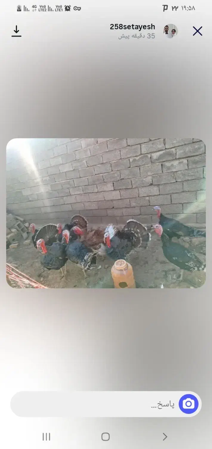 بوقلمون نر خانگی|حیوانات مزرعه|تویسرکان, |دیوار