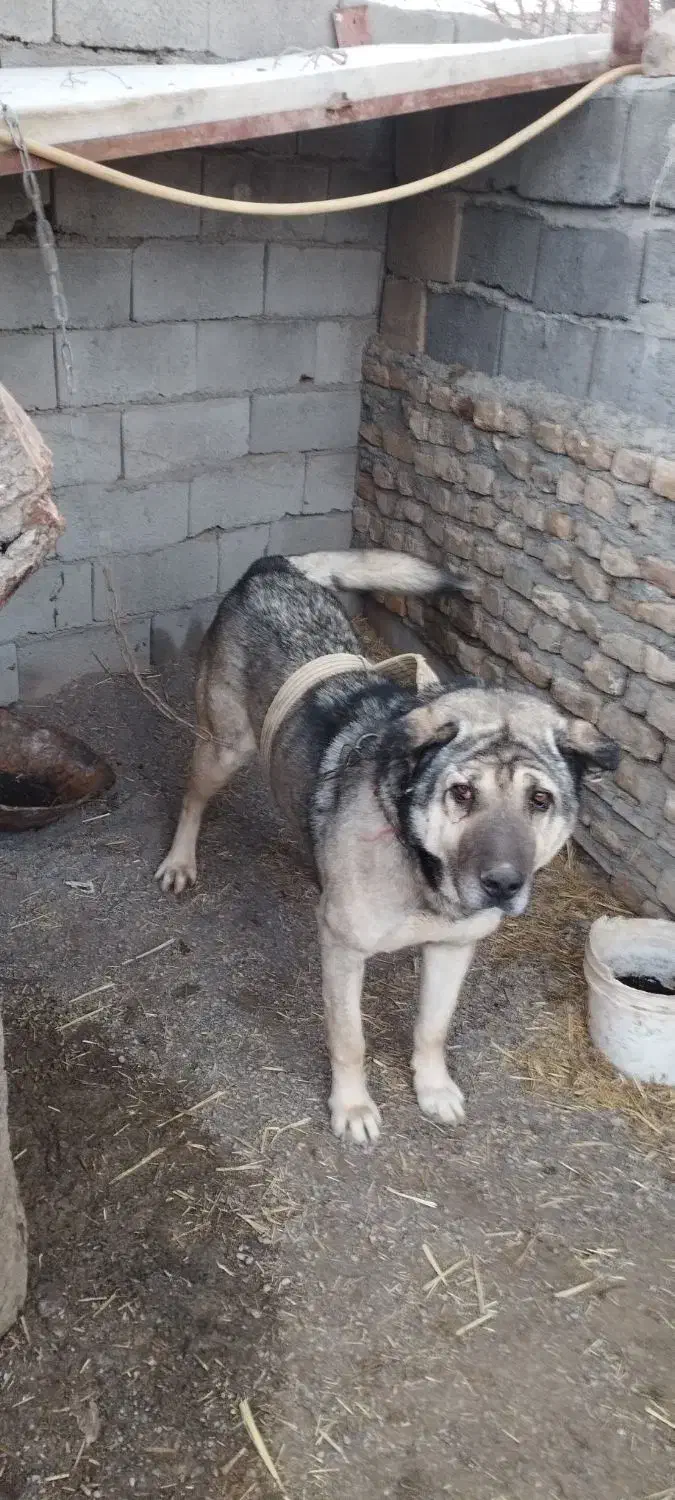 سگ نگهبان|سگ|فریمان, |دیوار