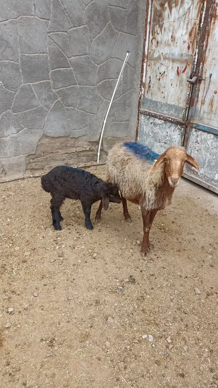 میش سالم|حیوانات مزرعه|چناران, |دیوار