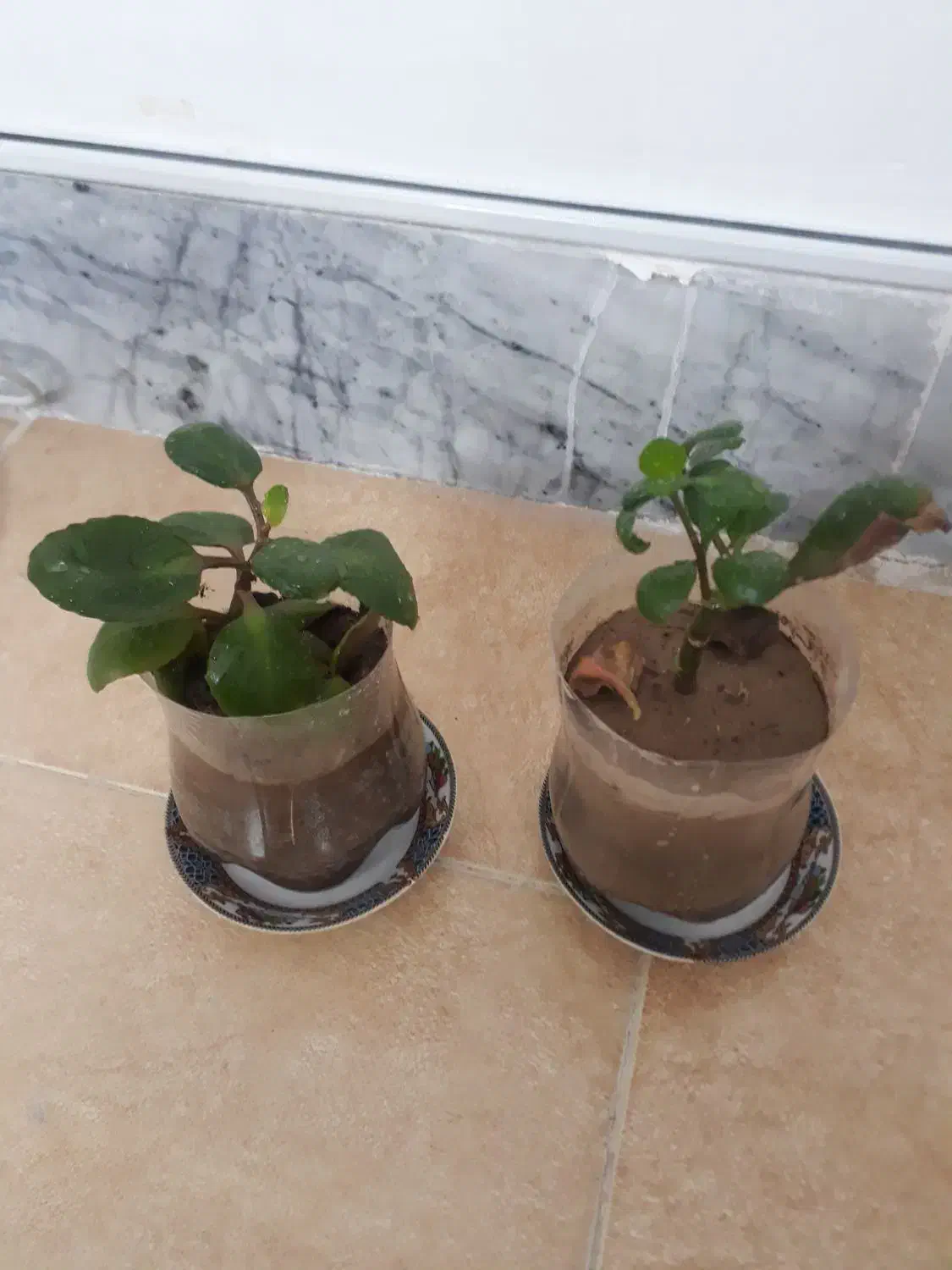 گلدون گل قاشقی کوچک دونه ای ۵۰۰۰۰ تومن|گل و گیاه طبیعی|سبزوار, توحیدشهر|دیوار