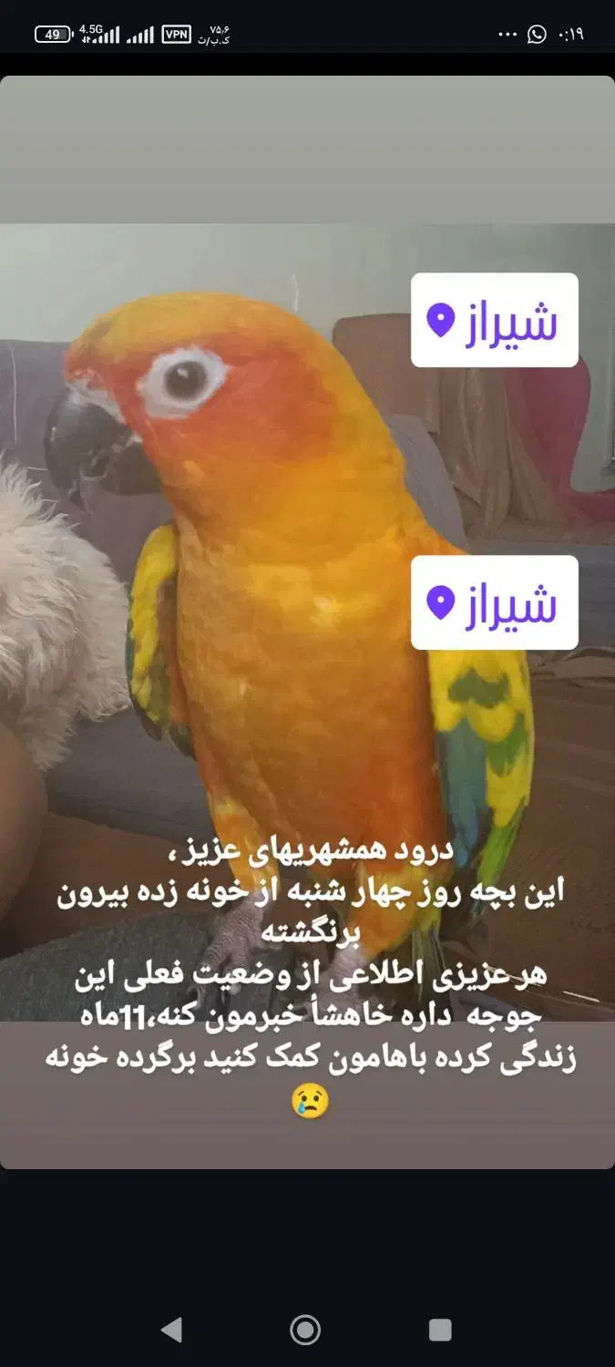 طوطی خورشیدی گمشده در ۵۰۰ دستگاه ارتش|حیوانات|شیراز, پانصد دستگاه ارتش|دیوار