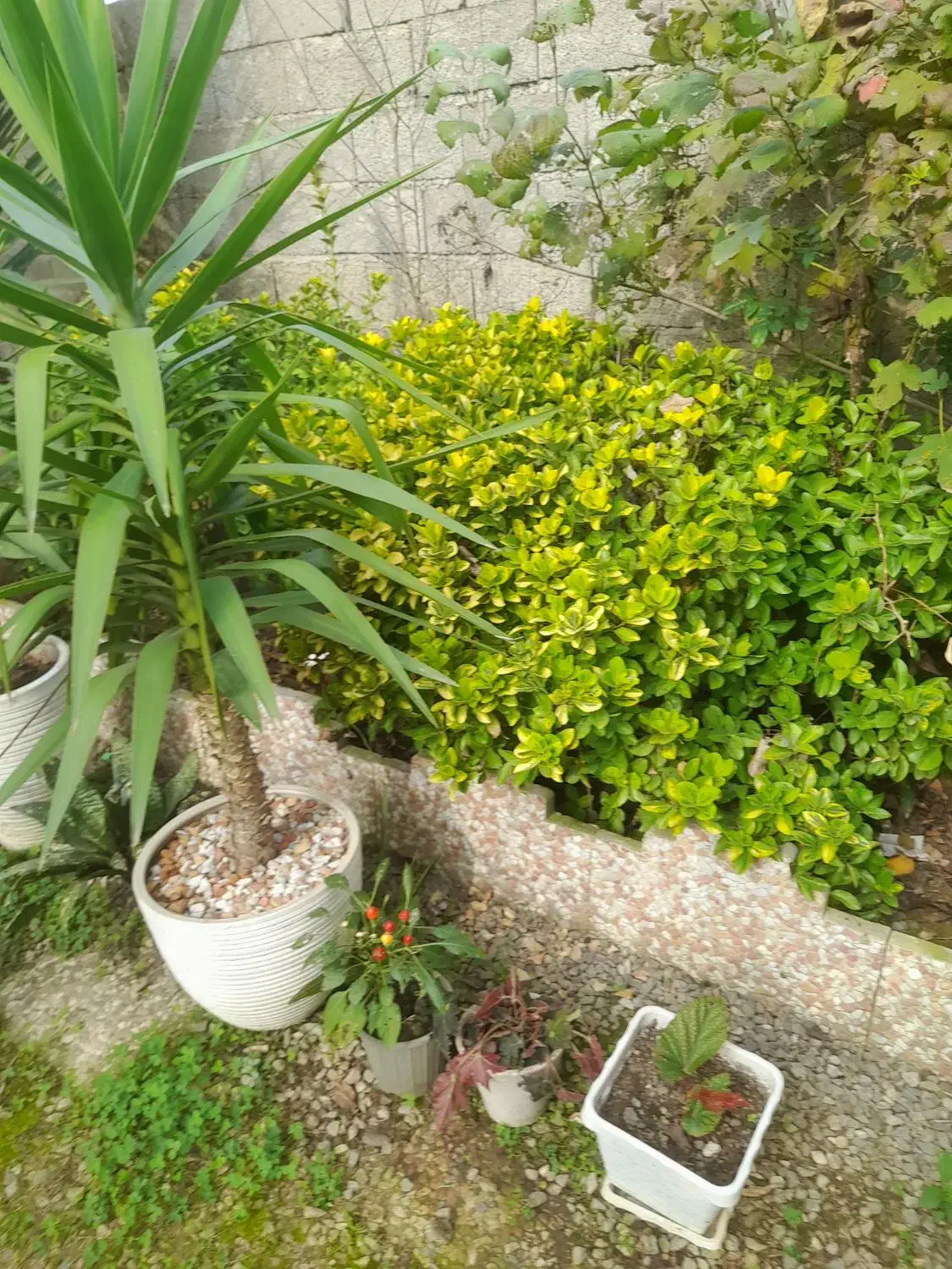 نهال شمشاد|خدمات باغبانی و درختکاری|شاندرمن, |دیوار