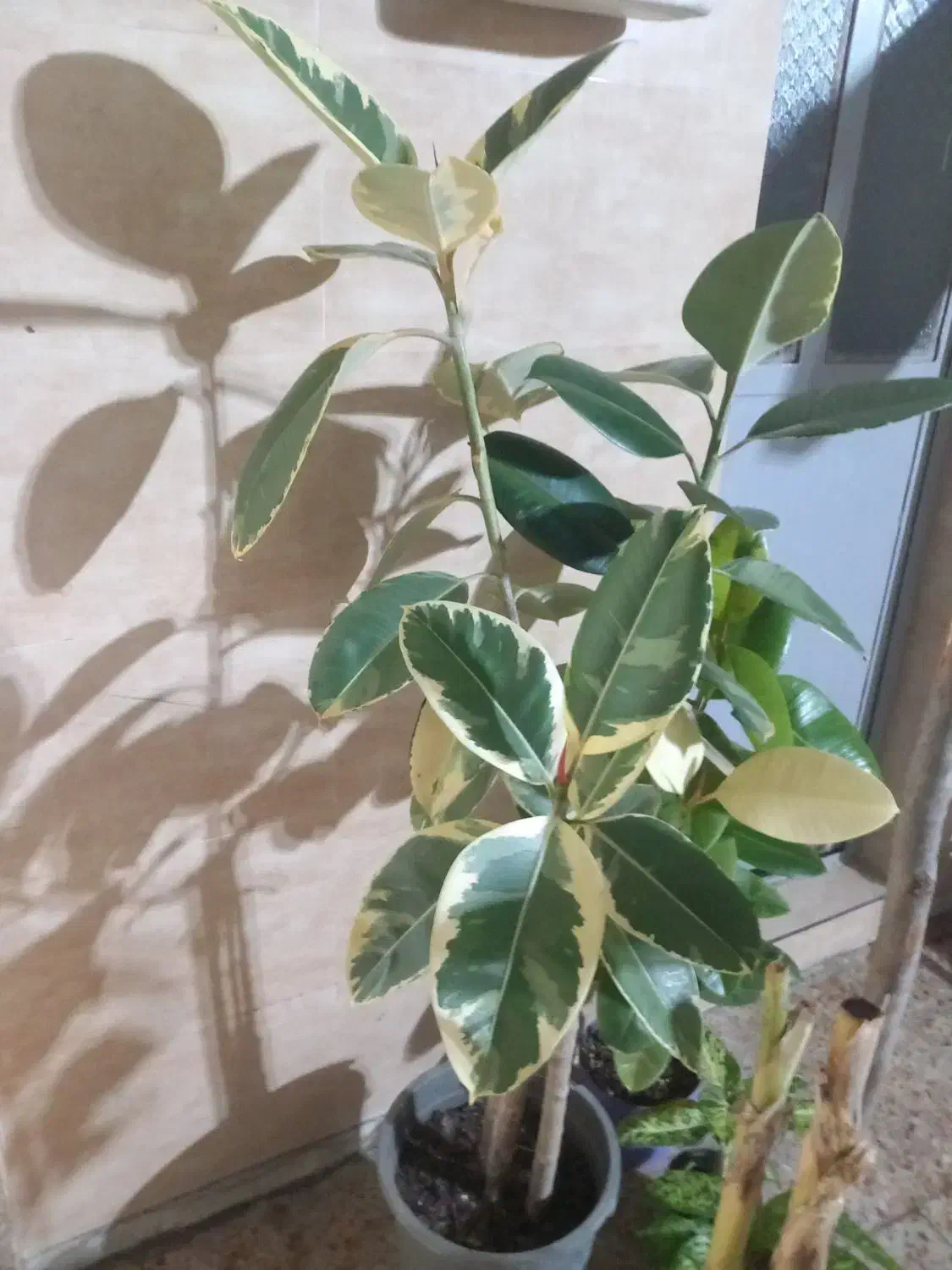 فروش انواع گلهای زینتی واپارتمانی|گل و گیاه طبیعی|اندیمشک, |دیوار