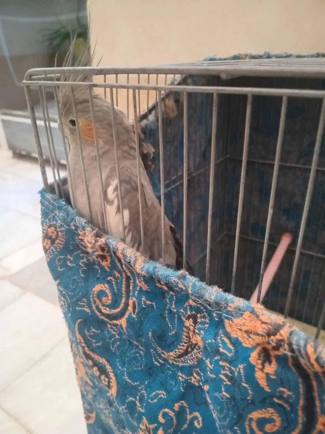 عروس هلندی سینامون|پرنده|قم, بنیاد|دیوار