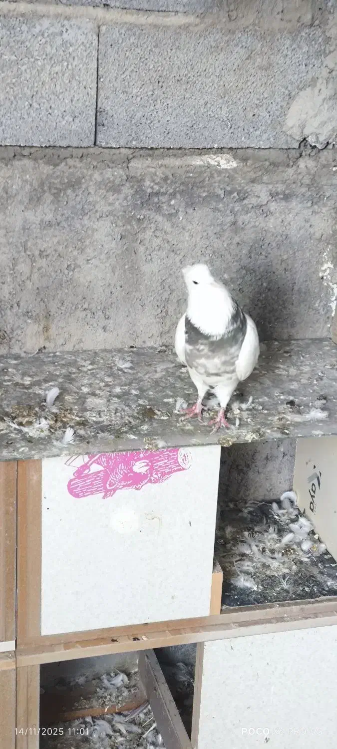 کبوتر طوقی|پرنده|عجب شیر, |دیوار