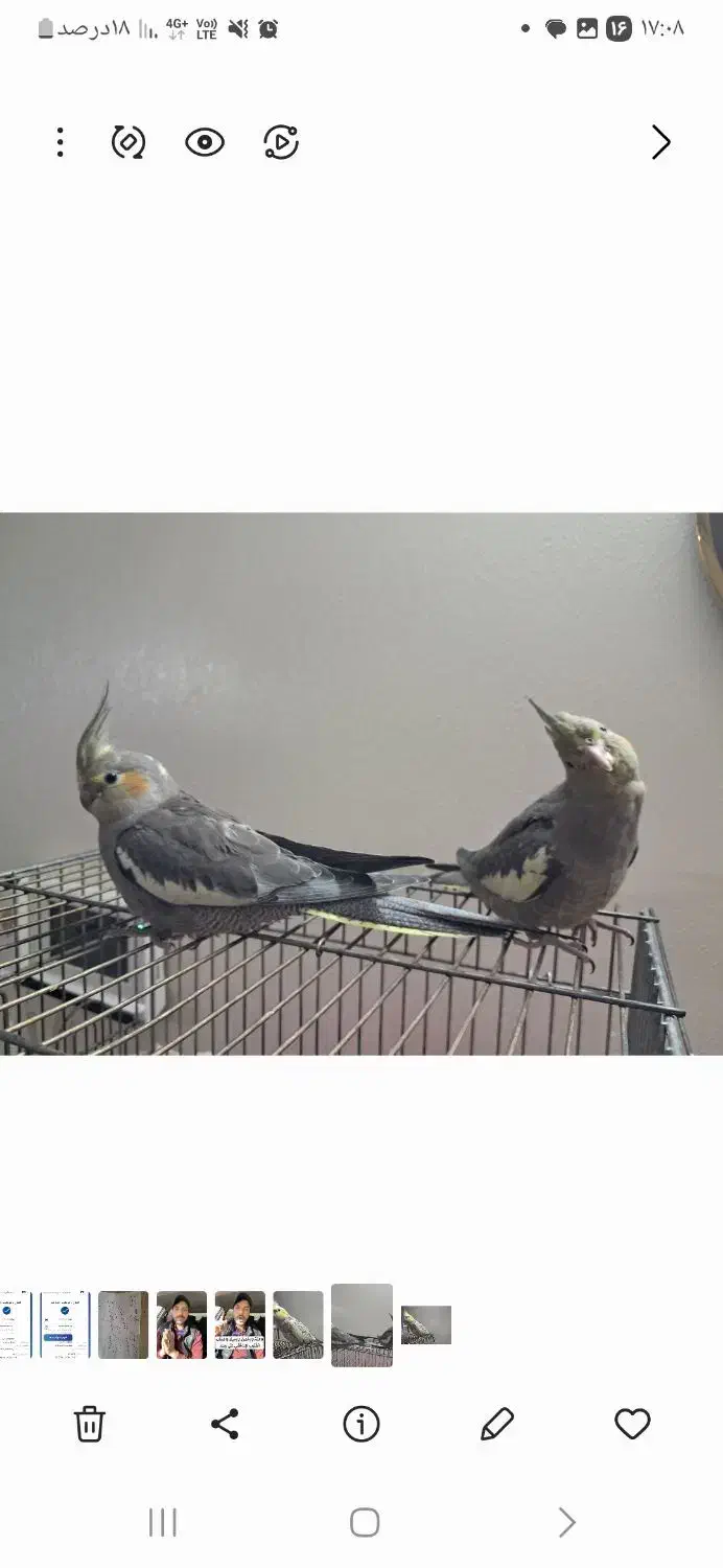 عروس هلندی|پرنده|برخوار, |دیوار