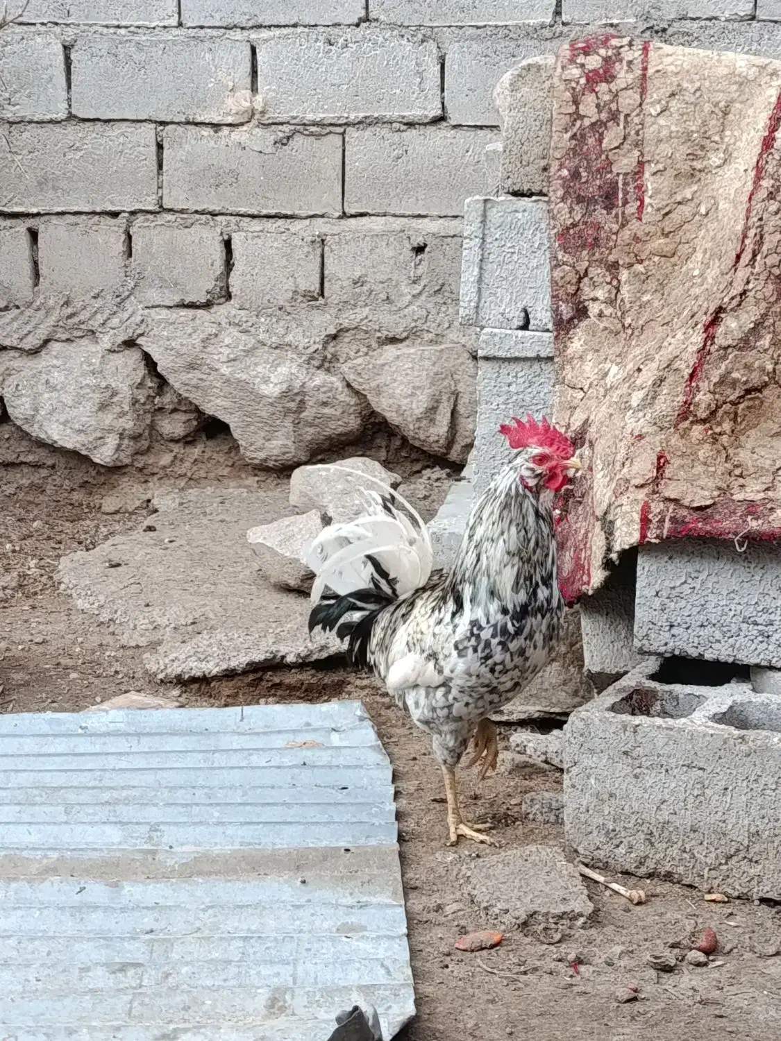 خروس گلین|حیوانات مزرعه|مشگین شهر, |دیوار