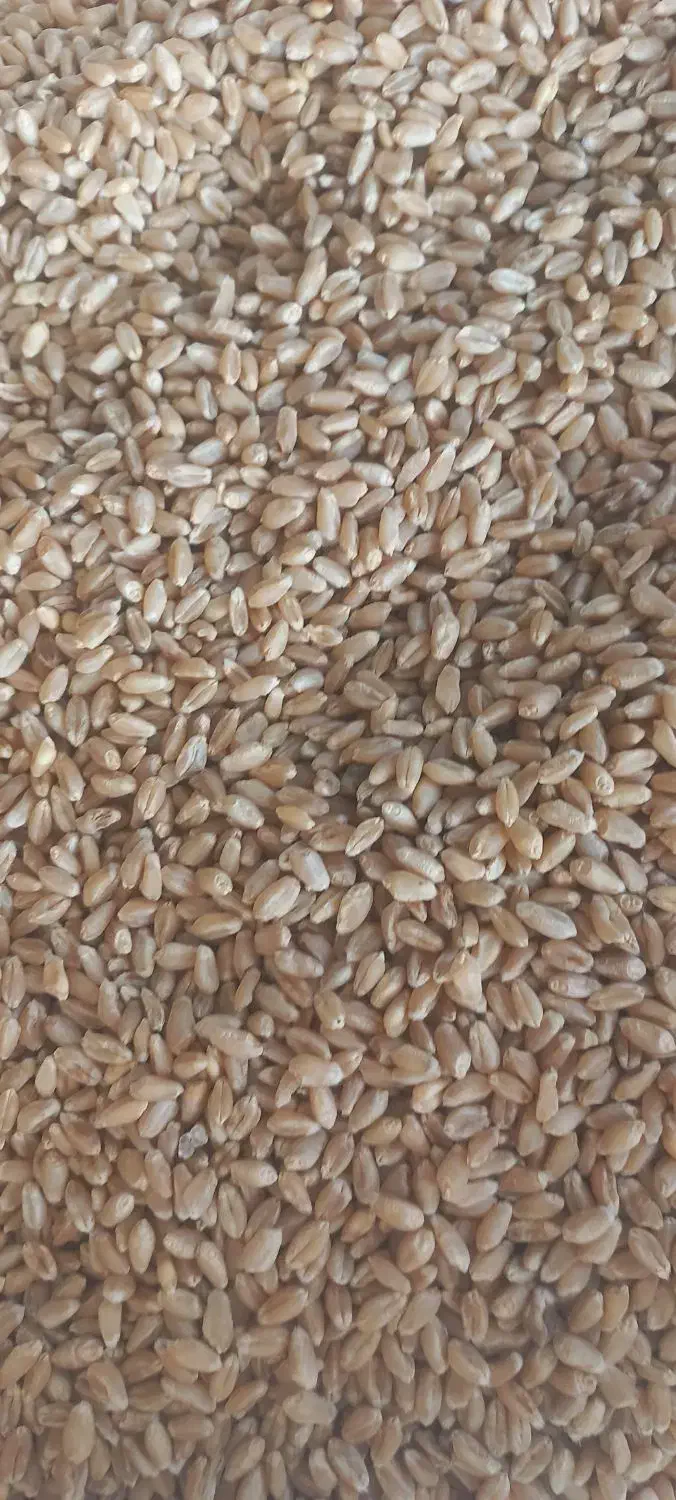 گندم بذری|عمده‌فروشی|زرقان, |دیوار