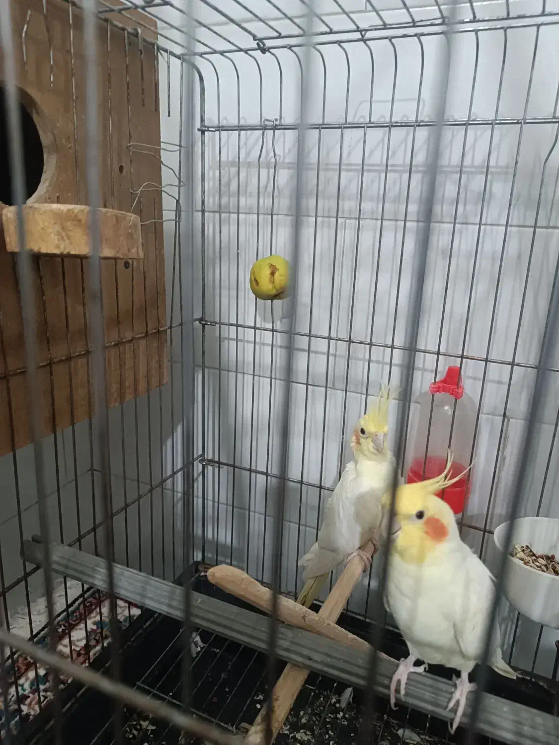 عروس هلندی لوتینو|پرنده|حمیدیا, |دیوار