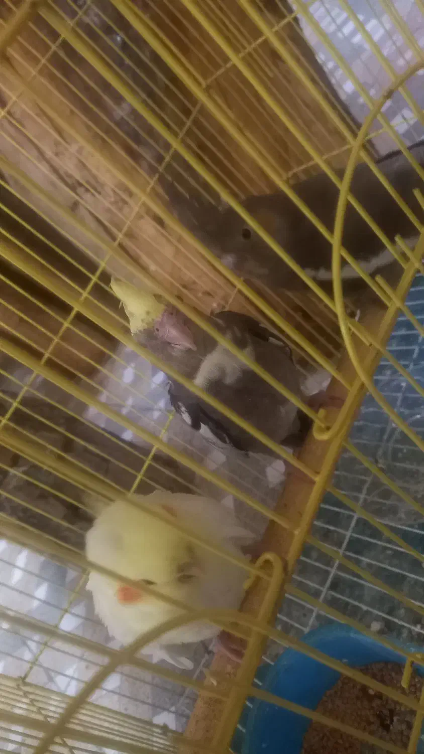 جوجه عروس دون خور|پرنده|بافق, |دیوار