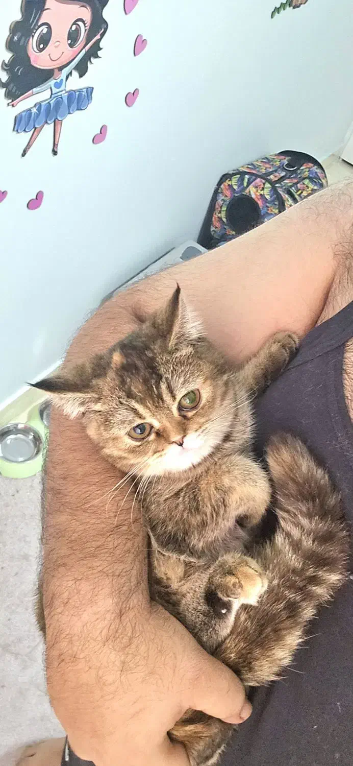 گربه بریتیش بلک گلد|گربه|ارومیه, |دیوار