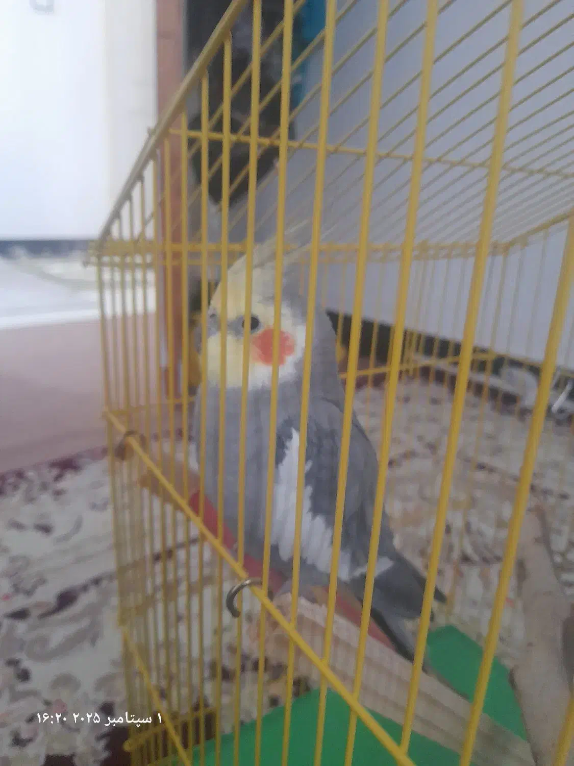 عروس هلندی|پرنده|هشتگرد, شهرک فرهنگیان|دیوار