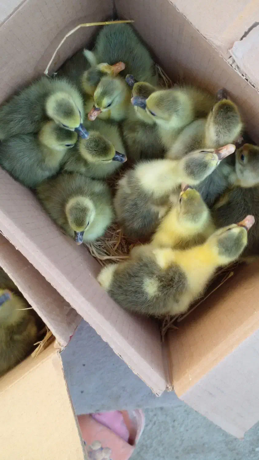 جوجه غاز و جوجه بوقلمون محلی مشکی|حیوانات مزرعه|گلوگاه بابل (گلیا), |دیوار