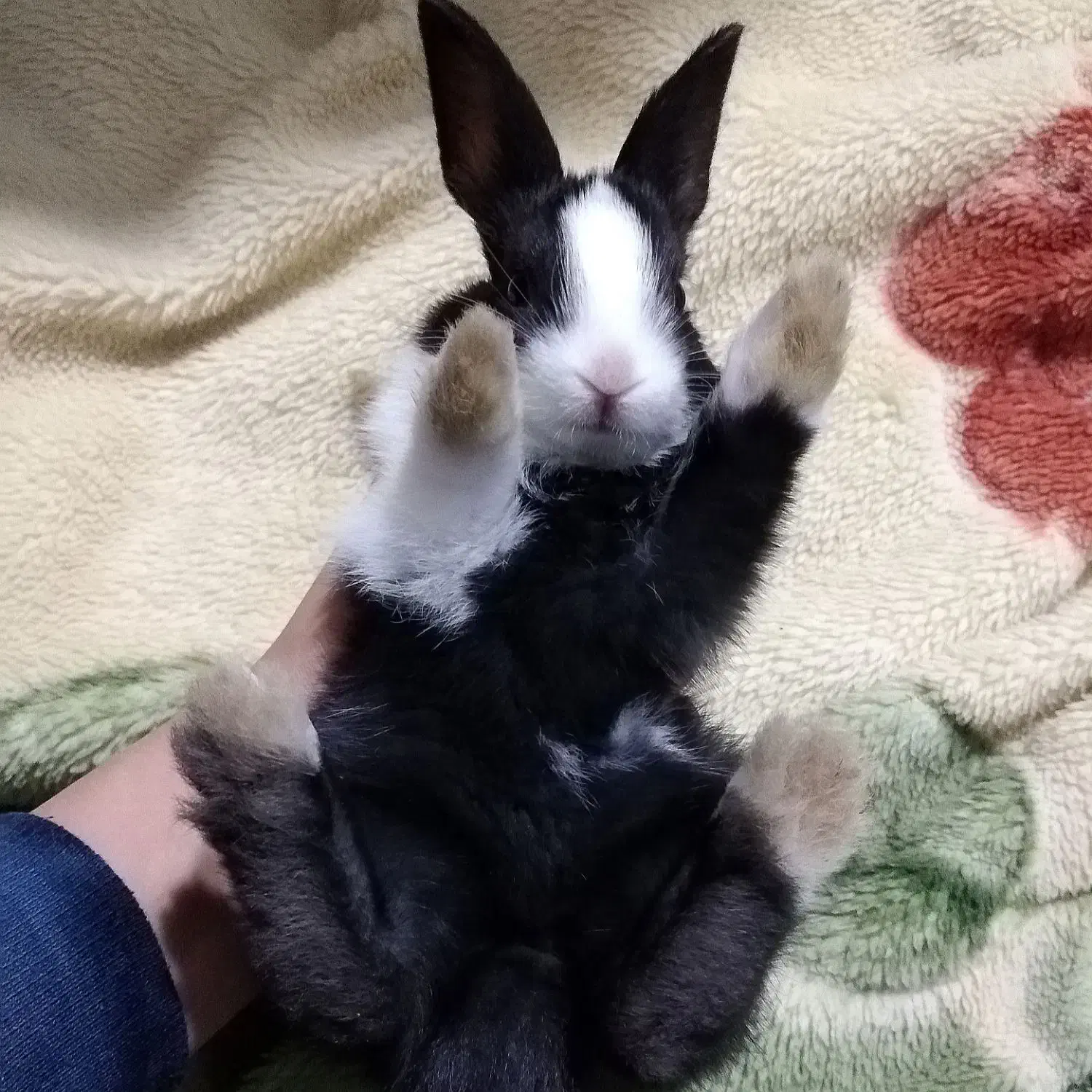 خرگوش|موش و خرگوش|یاسوج, |دیوار