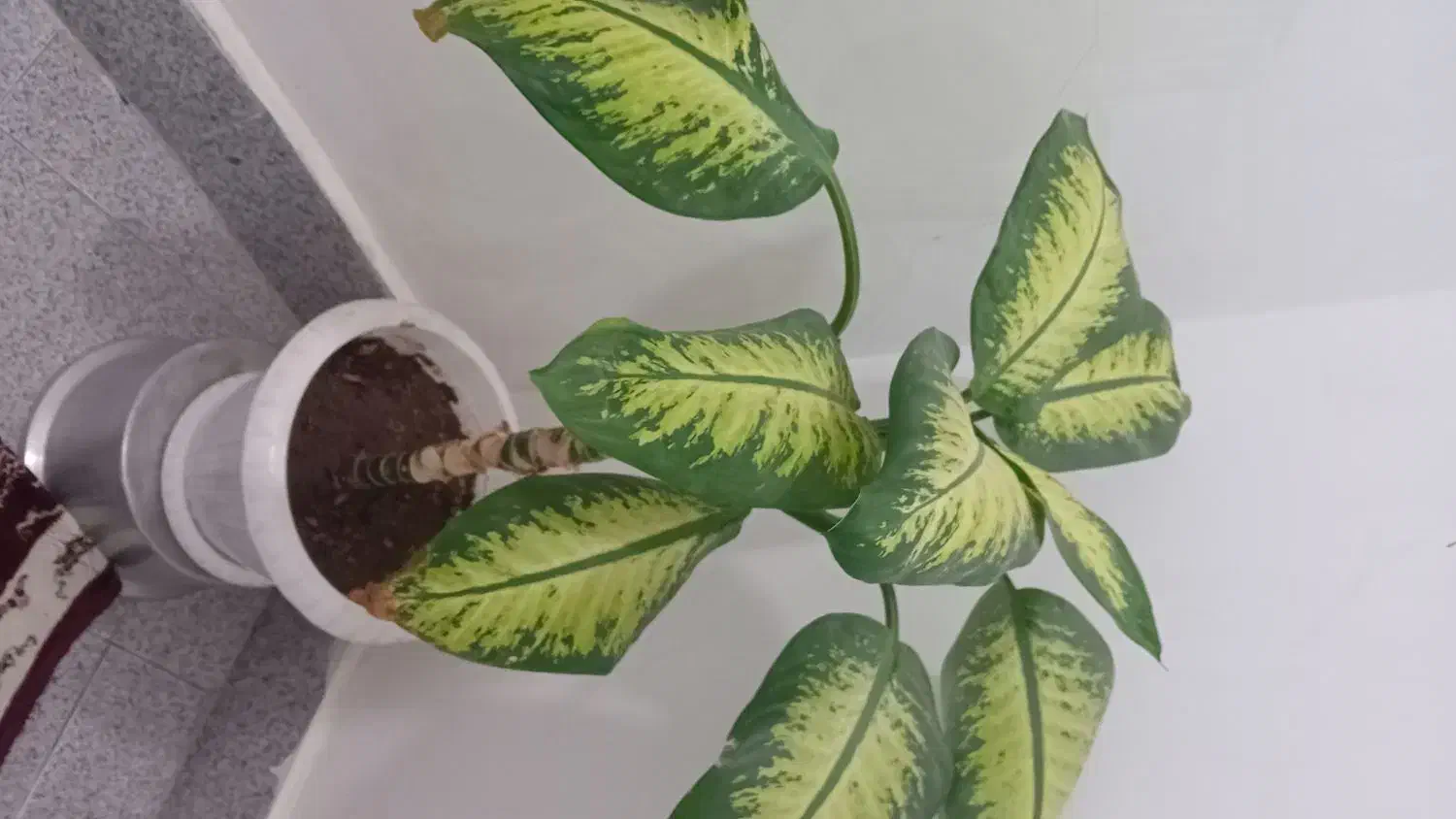 گل دیفن باخیا|گل و گیاه طبیعی|خوی, |دیوار