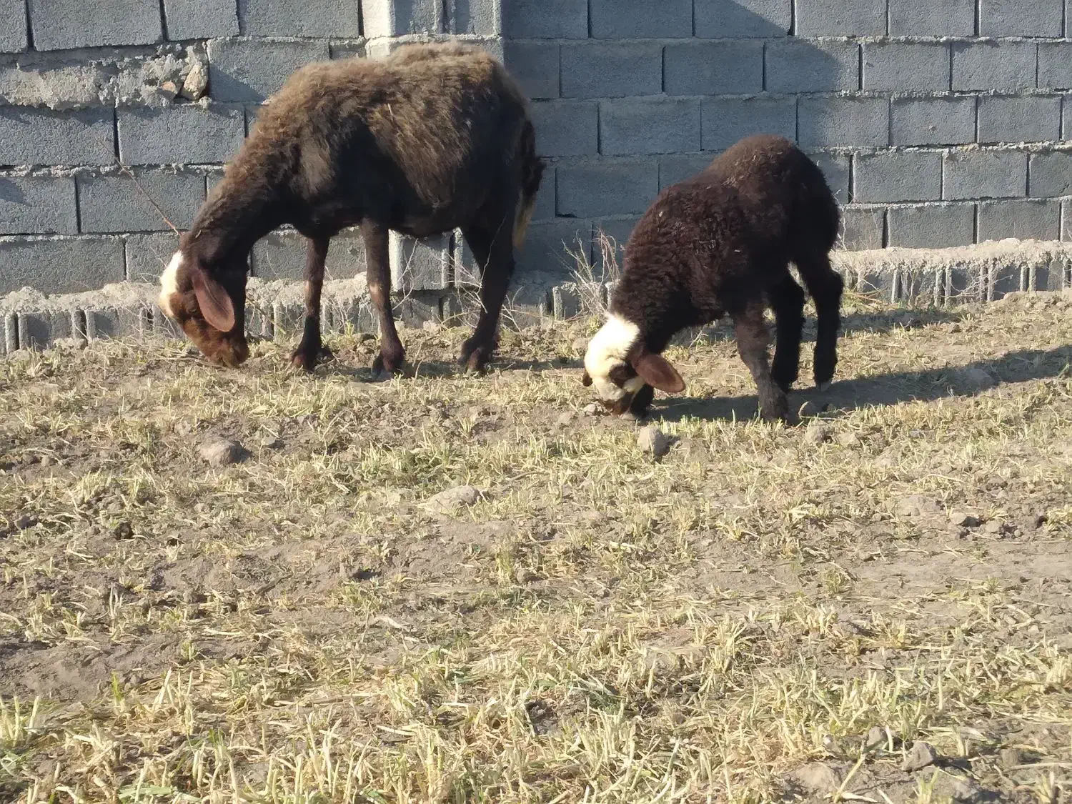 گوسفند داشتی بره دار بره ماده|حیوانات مزرعه|بندر ترکمن, |دیوار