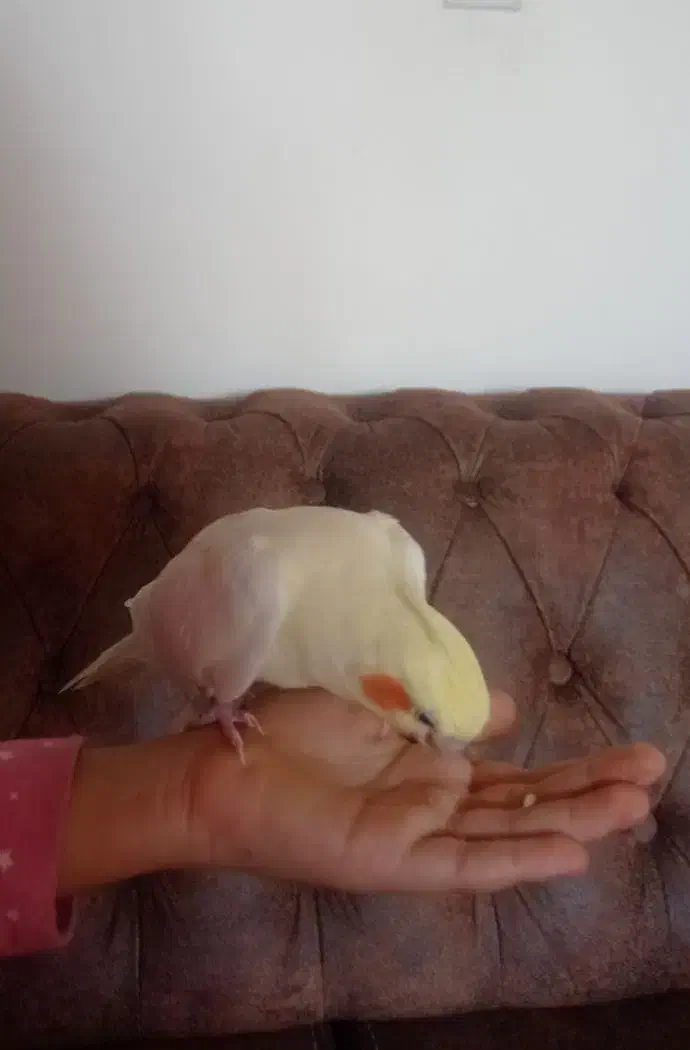 عروس هلندی|پرنده|یزد, |دیوار