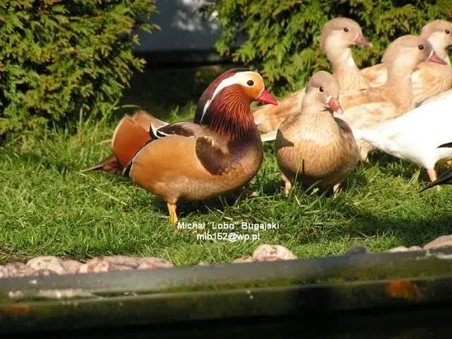 طاووس و پرنده زینتی|پرنده|تهران, گلستان (شهرک راه آهن)|دیوار