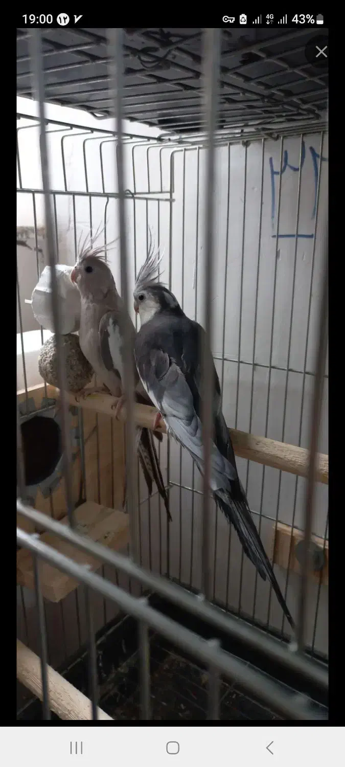 عروس هلندی مولد رنگ خاص|پرنده|آستارا, |دیوار