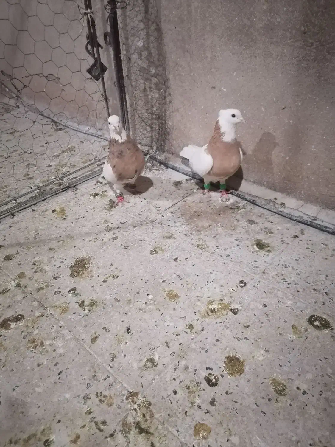 کفتر|پرنده|تهران, طیب|دیوار