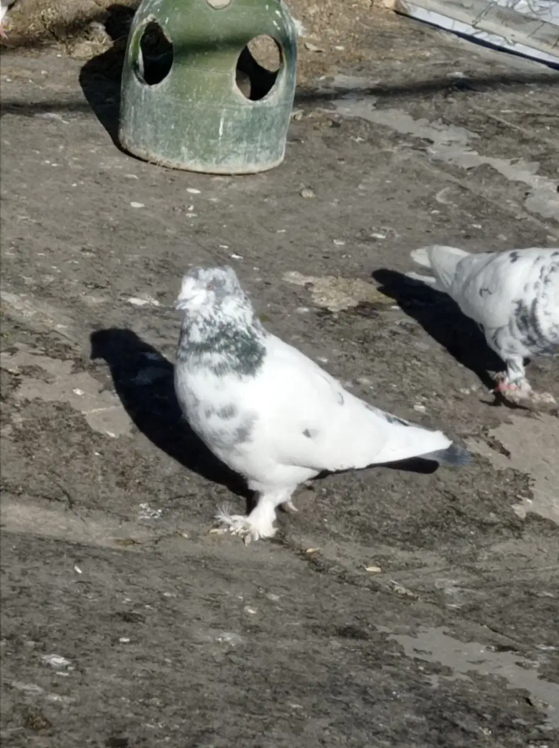 کبوتر|پرنده|قره چای, |دیوار