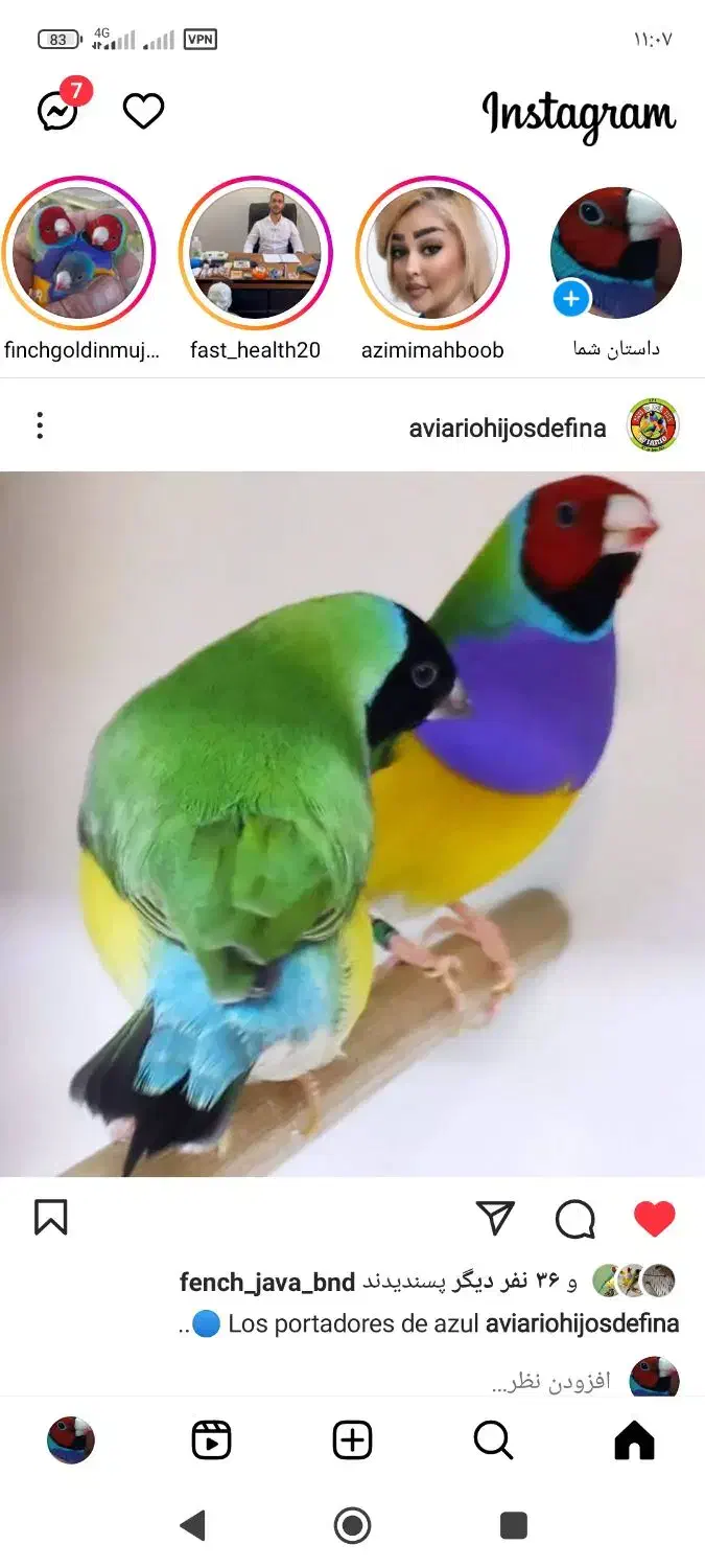 گلدین بالغ جفت جوجه موجود است|پرنده|رشت, آتشگاه|دیوار