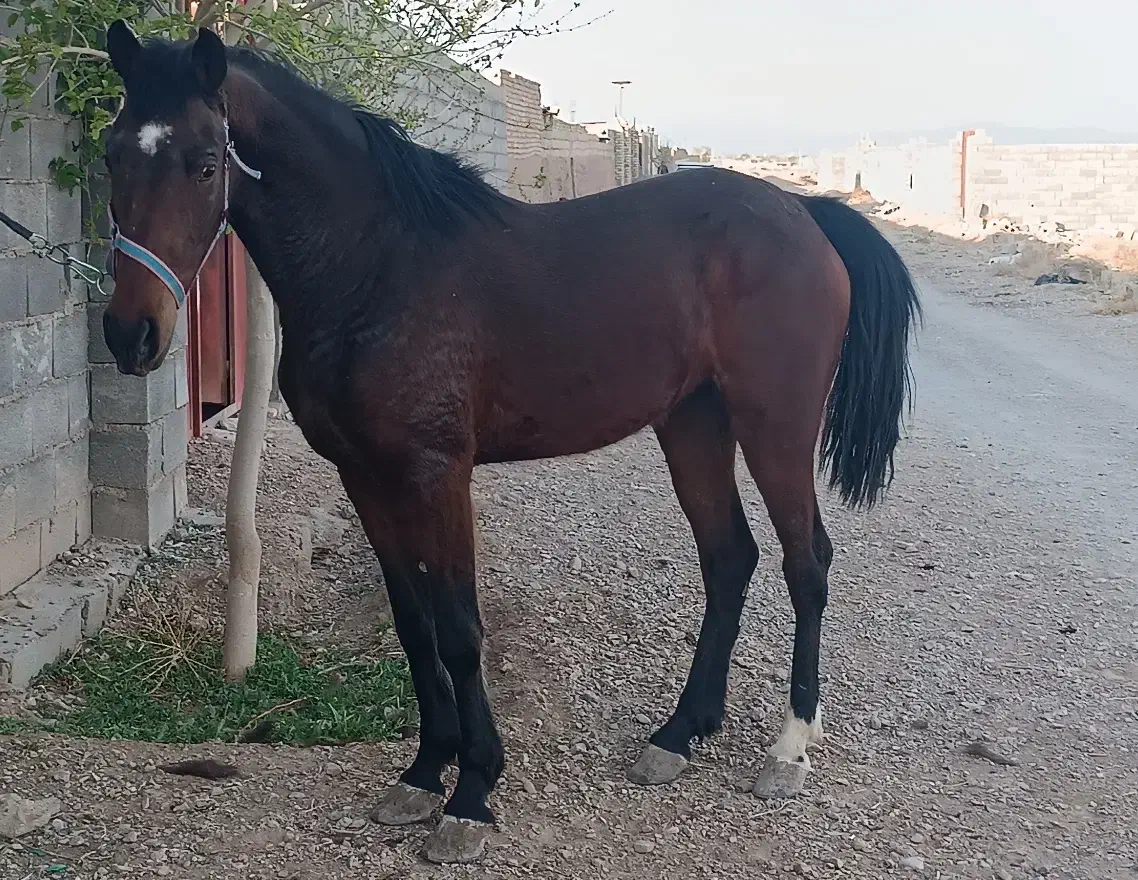 اسب کره مادیون کورد|اسب و تجهیزات اسبسواری|مهریز, |دیوار