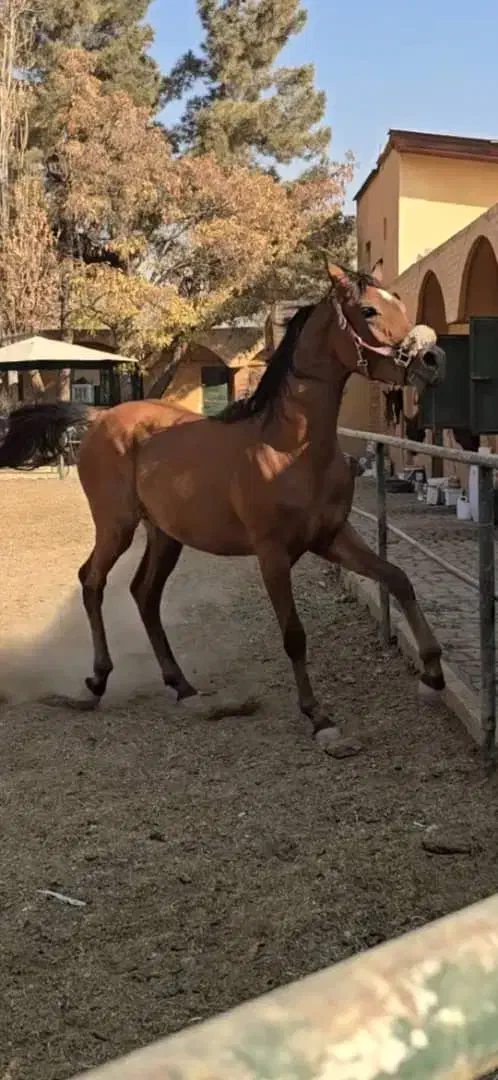 اسب عرب|اسب و تجهیزات اسب‌سواری|کوهسار (البرز), |دیوار