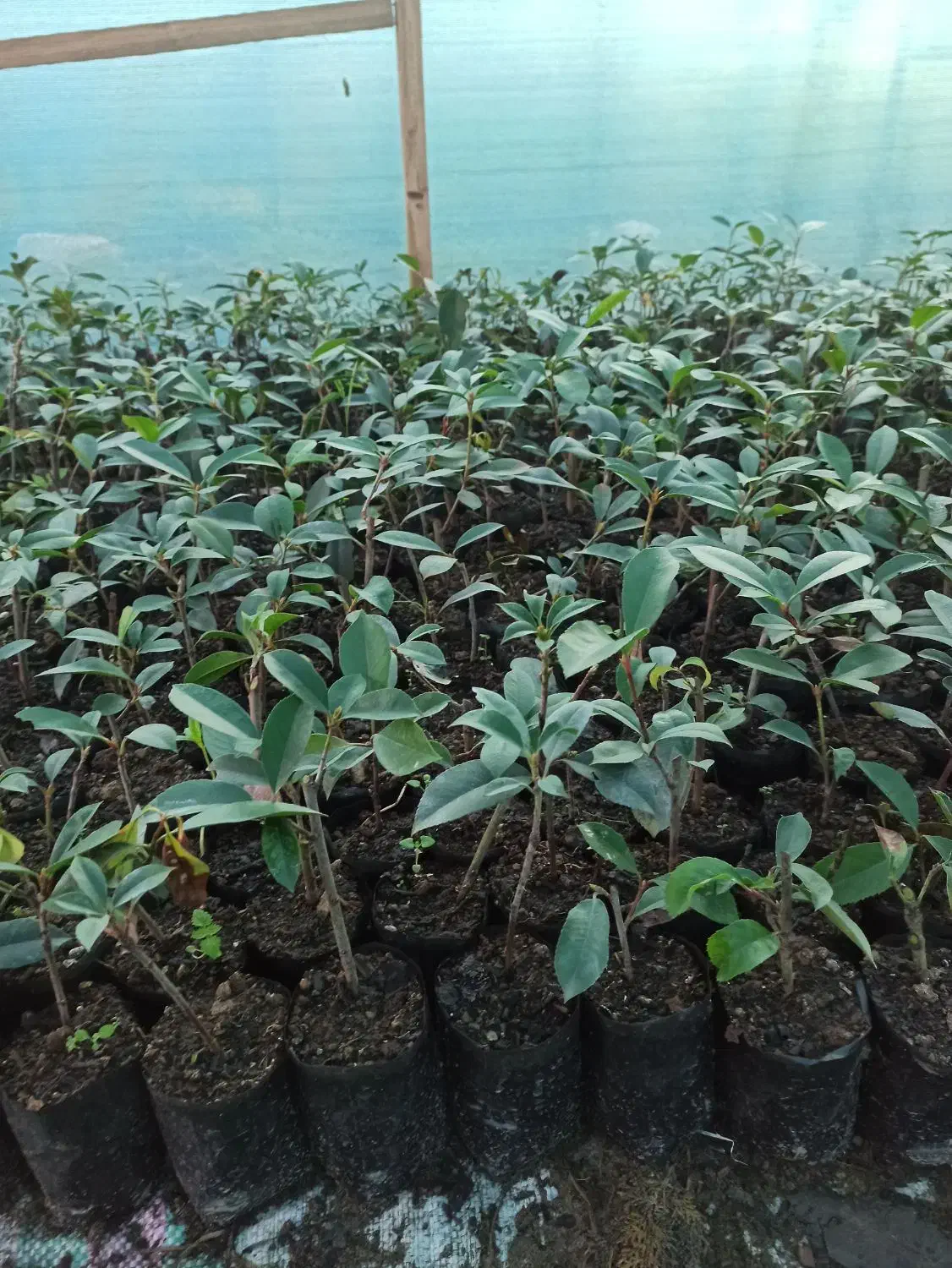 فوتونیا نایلکسی نشایی درجه یک|گل و گیاه طبیعی|کلاچای, |دیوار