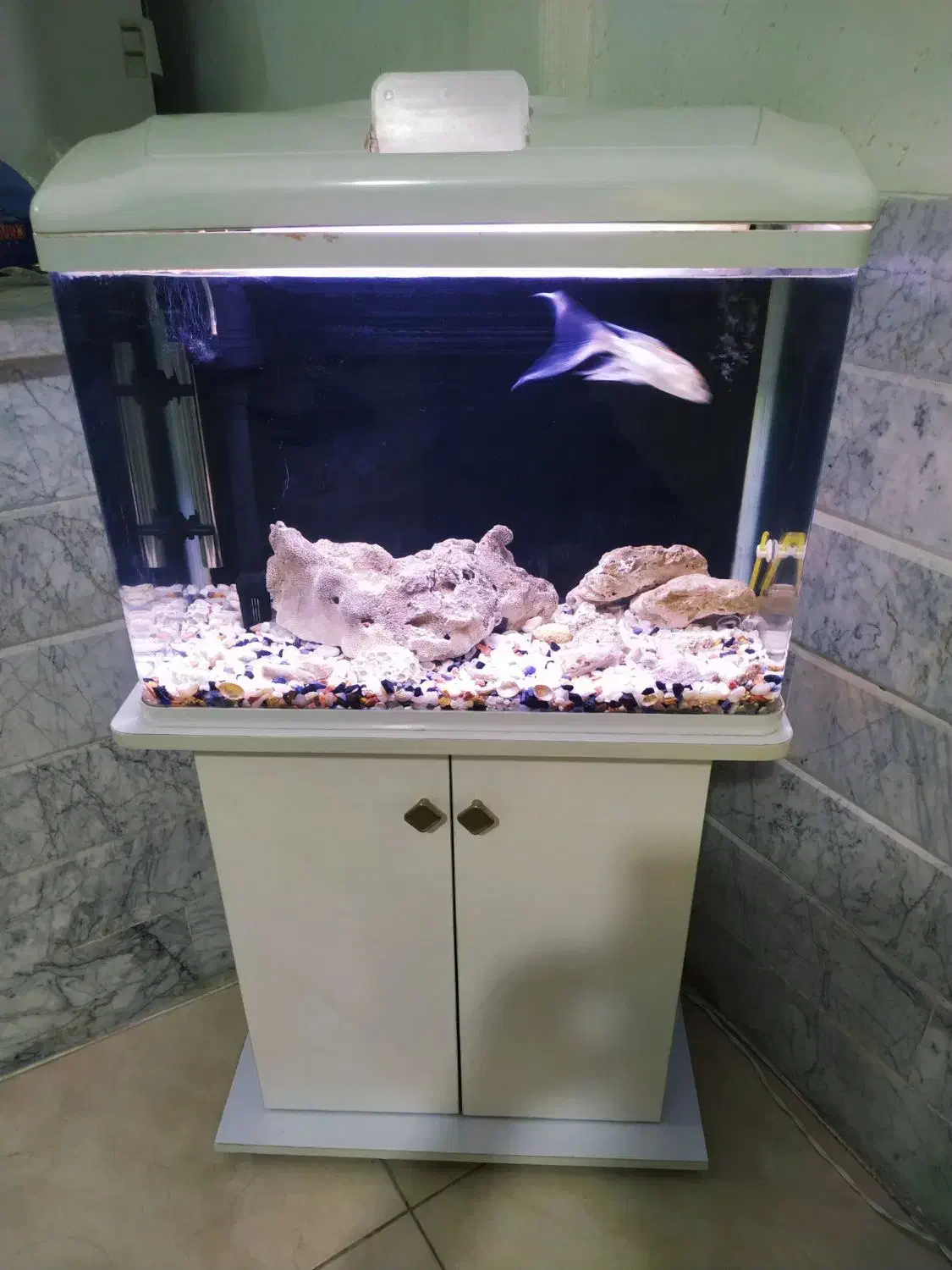 آکواریوم شرکتی شیشه منحنی|ماهی|قم, زنبیل آباد|دیوار