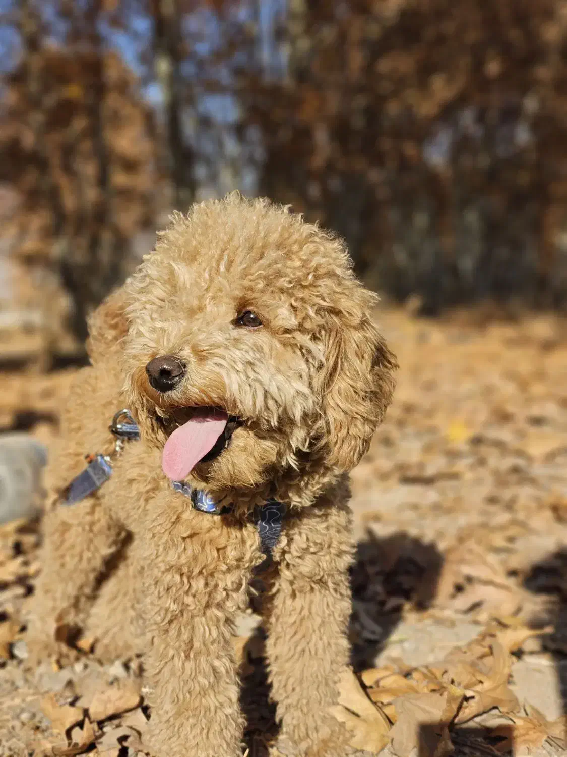 سگ توی پودل نر ۱۰ ماهه|سگ|مشهد, رضاشهر|دیوار