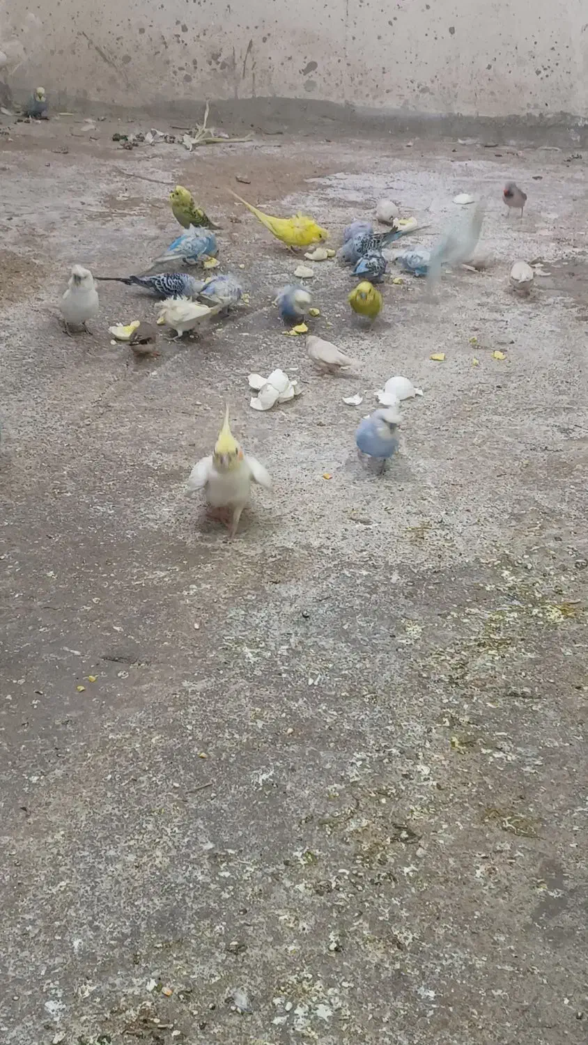 مرغ عشق معمولی و پروانیی|پرنده|بندر ماهشهر, |دیوار