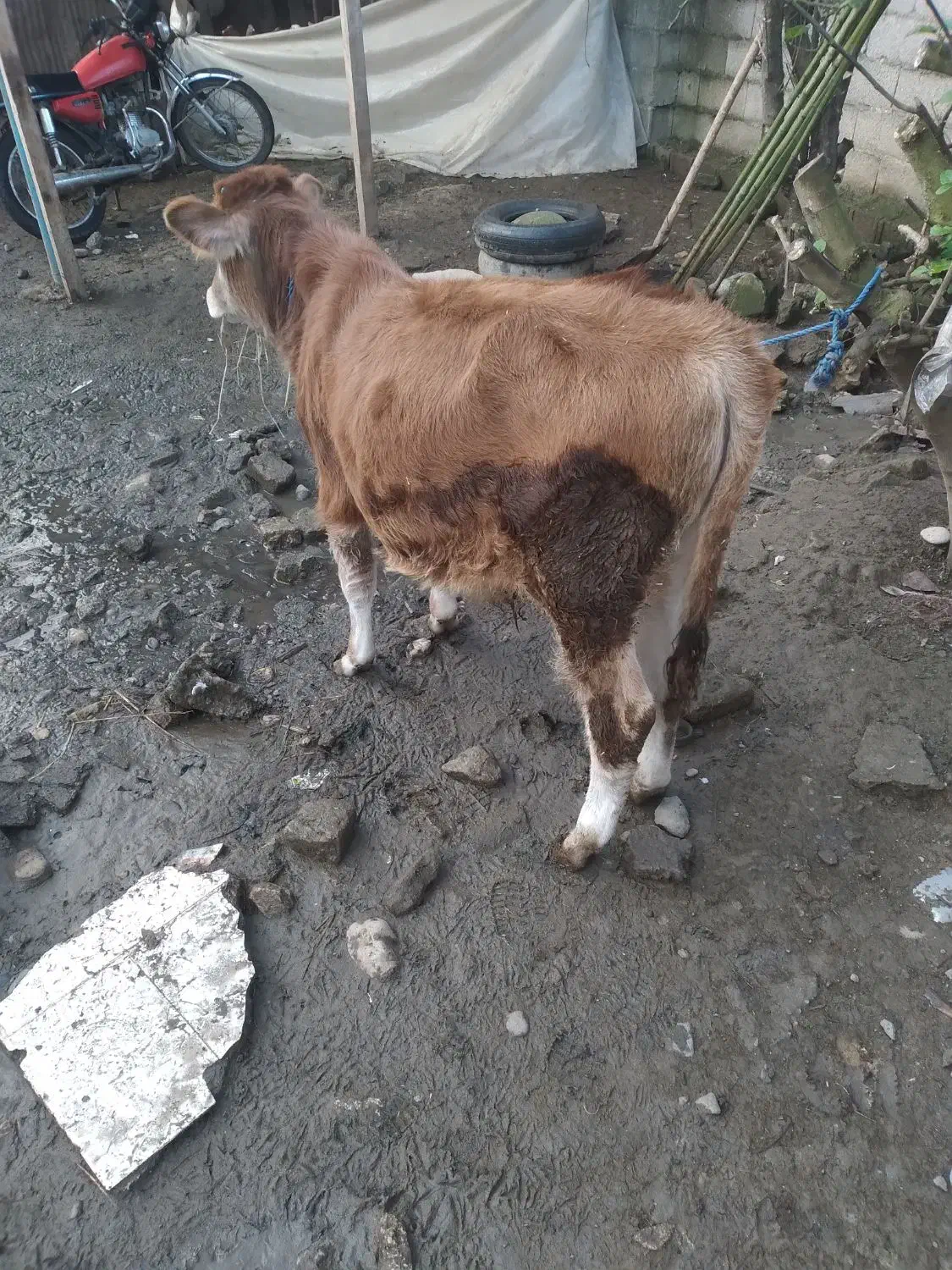 گوساله نر جرسی|حیوانات مزرعه|تولم شهر, |دیوار