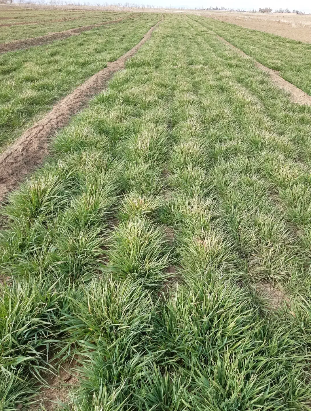 فروش زمین کشاورزی با آب|فروش دفتر صنعتی، کشاورزی، تجاری|فرمهین, |دیوار