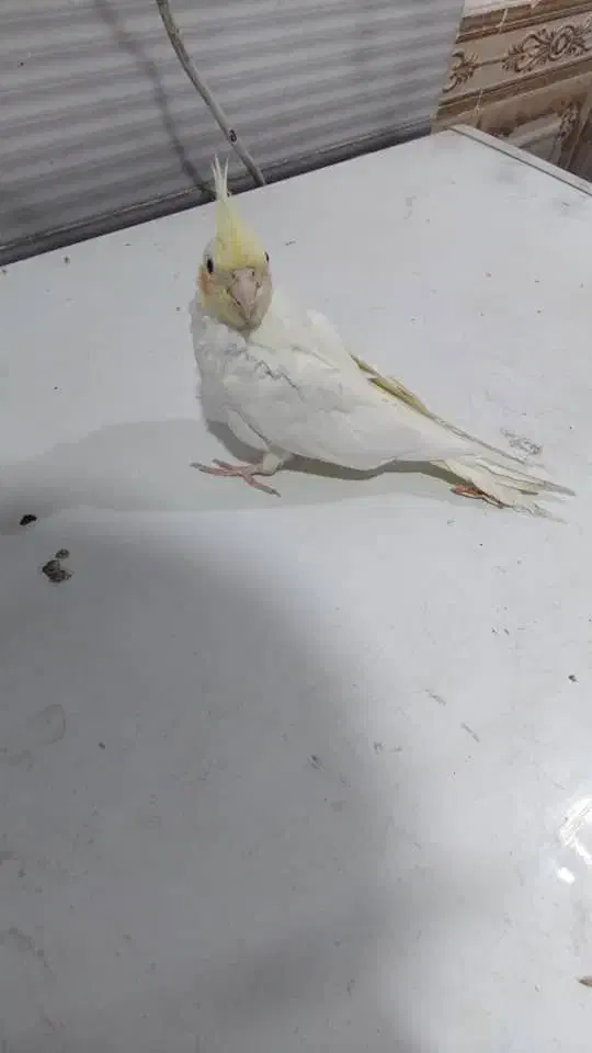 دو عدد عروس هلندی. نر. و ماده.|پرنده|شوشتر, |دیوار