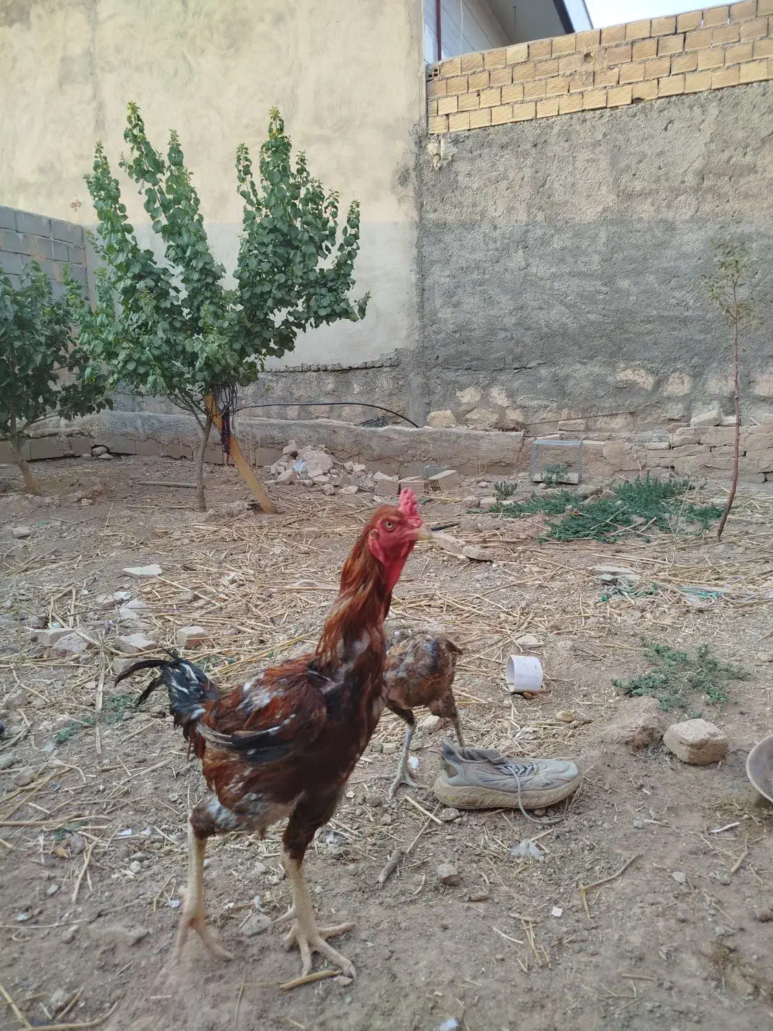 خروس|حیوانات مزرعه|کوهدشت, |دیوار