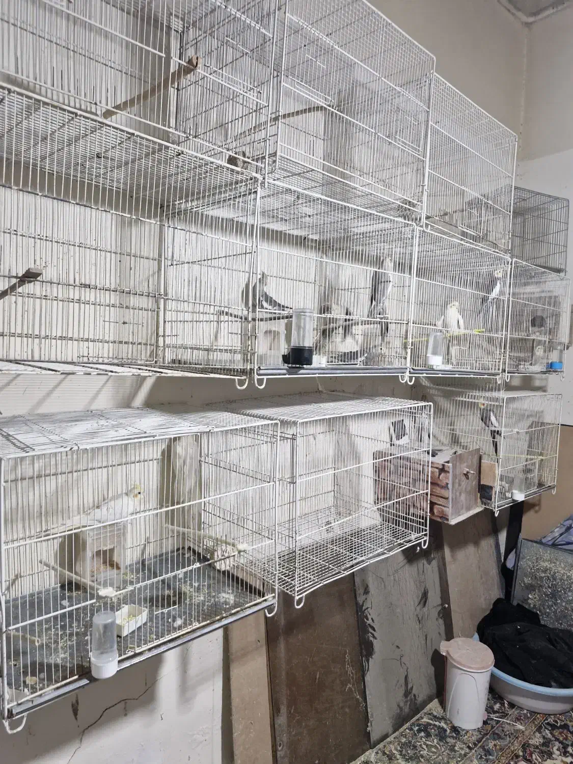 عروس هلندی|پرنده|شیروان (خراسان), |دیوار