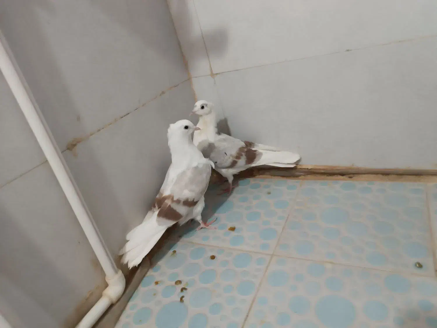 سه عدد جونه.لون|پرنده|دورود, |دیوار