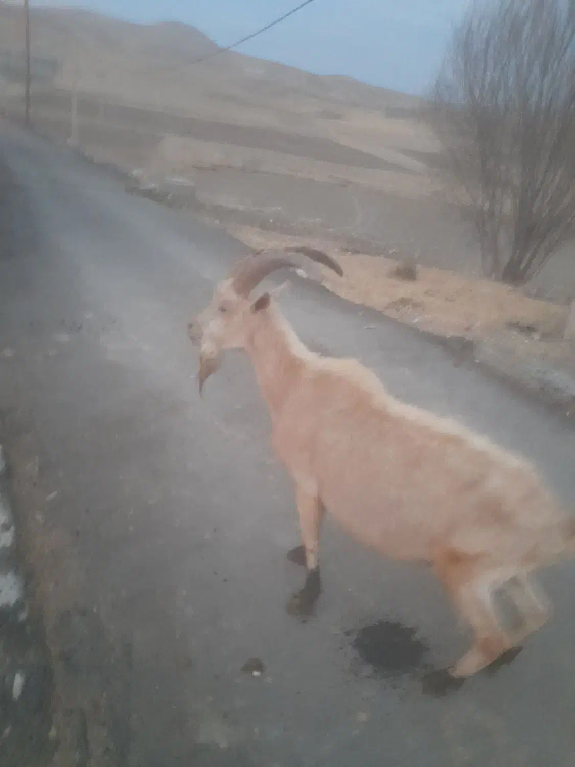 خبر فوری خبر مهم شکار بزه کوهی|حیوانات مزرعه|کاکاوند, |دیوار