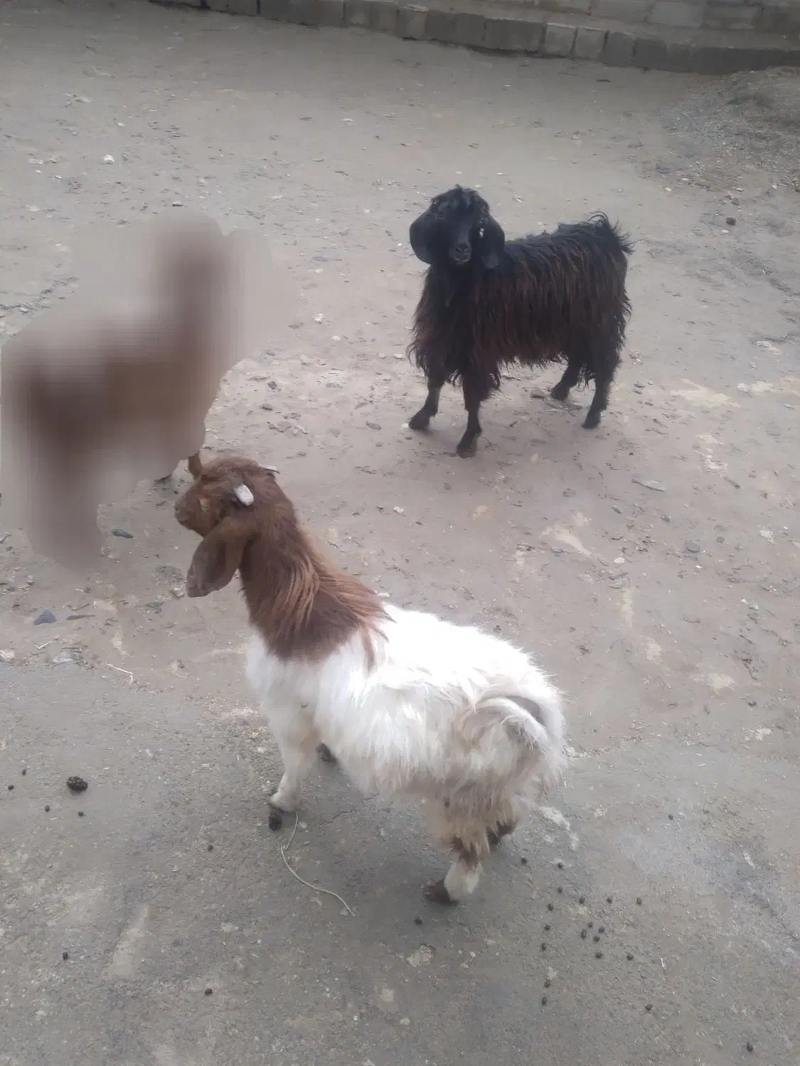 بزغاله نر|حیوانات مزرعه|کنگاور, |دیوار