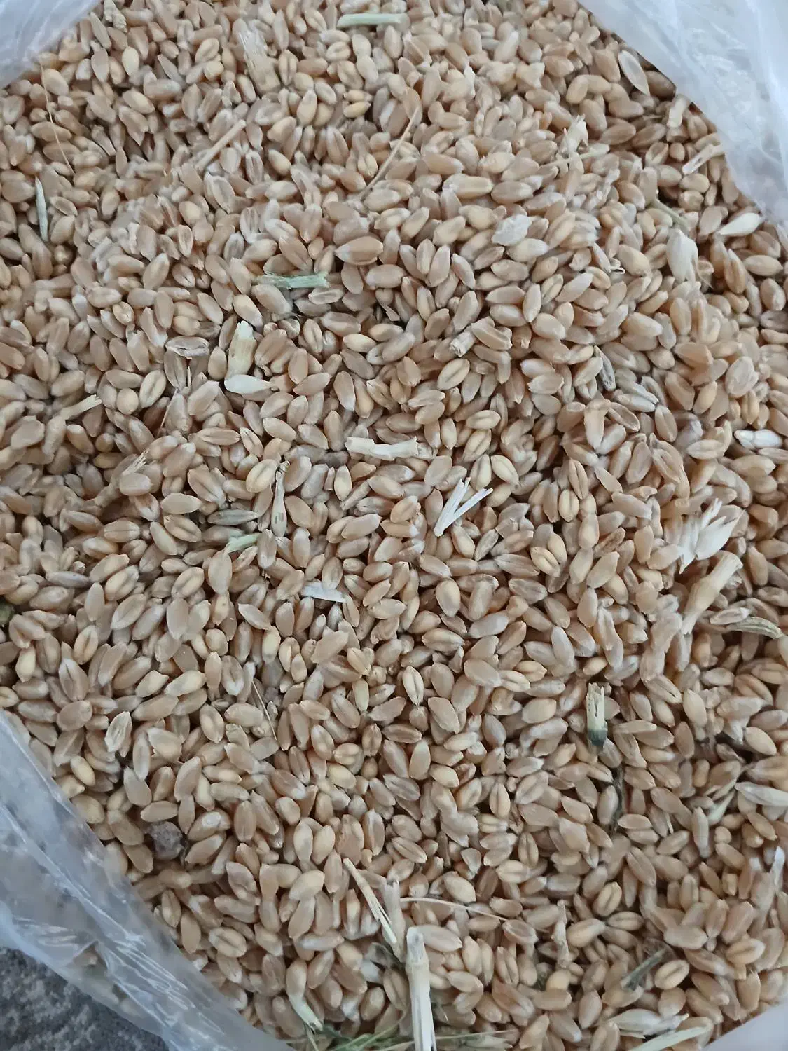 گندم میهن آبی|عمدهفروشی|چادگان, |دیوار