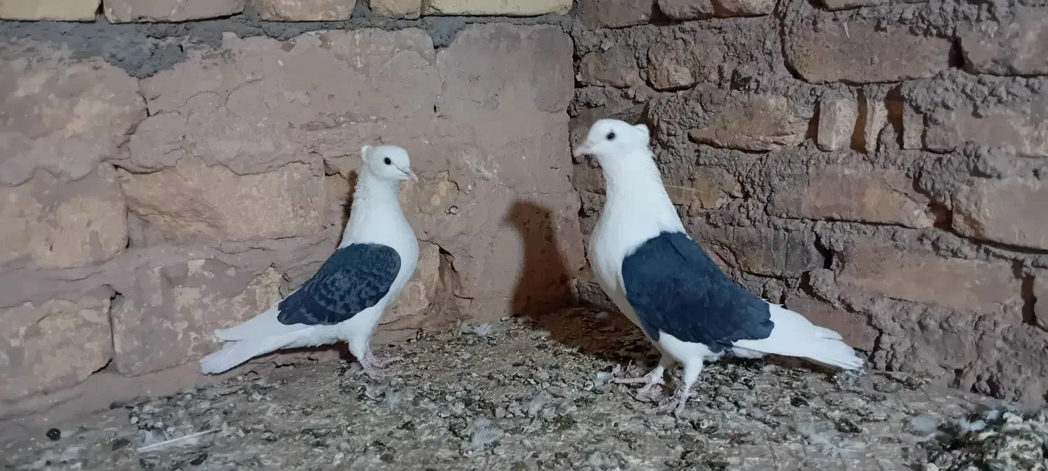 دوکت|پرنده|اشکذر, |دیوار